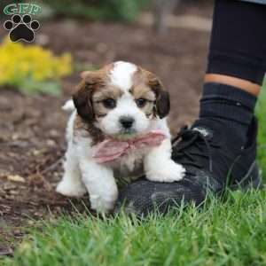 Darla, Cavachon Puppy